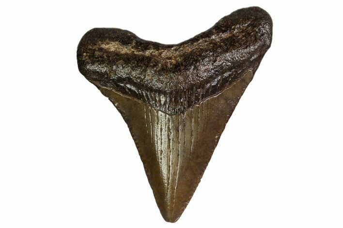 Juvenile Megalodon Tooth - Georgia #158791